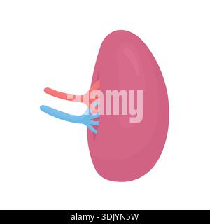 Vektorillustration des Milzsymbols isoliert auf weißem Hintergrund. Einfaches medizinisches Symbol für Gesundheit, Klinik, Bildung, Infografik, Biologiekonzept Stock Vektor