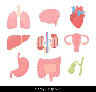 Vektorsatz menschlicher innerer Organe einschließlich Herz, Gehirn, Lunge, Leber, Nieren, Magen, Darm, Gebärmutter und Gallenblase isoliert Stock Vektor