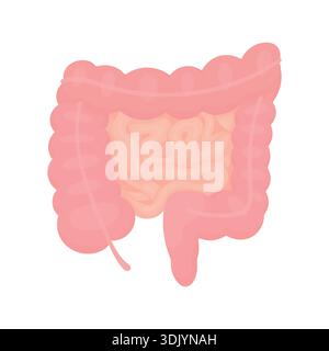 Vektorillustration des menschlichen Darms. Medizinisches Konzept von Verdauungssystem und Darmgesundheit, Thema Gastroenterologie, Gesundheitserziehung Stock Vektor