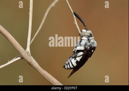 Makronaht einer männlichen Einzelbiene, wahrscheinlich Amegilla- oder Anthophora-Arten, die schlafend an einem trockenen Stamm in Zypern gegriffen wurde. Stockfoto