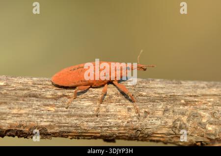 Makroprofil eines Lixus angustatus-Käfers mit Orangenbeschichtung, der auf einem trockenen Holzzweig auf Zypern krabbelt. Stockfoto