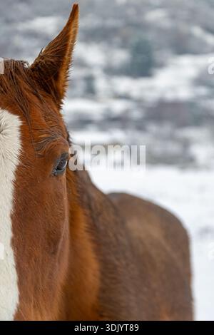Pferdekopf-Detail in einem schneebedeckten Feld Stockfoto