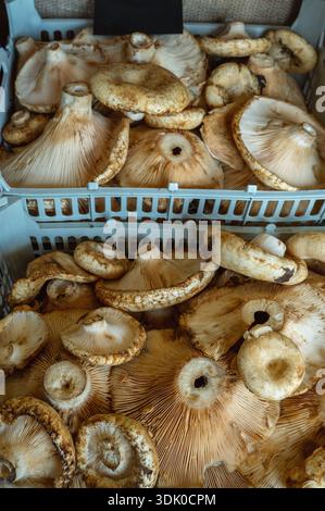 Frische Stachelpilze werden in einem Korb auf einem Bauernmarkt gesammelt. Stockfoto