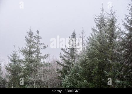 Winterszene mit immergrünen Bäumen, die leicht von Frost und Schnee bedeckt sind, unter hellem Himmel. Stockfoto