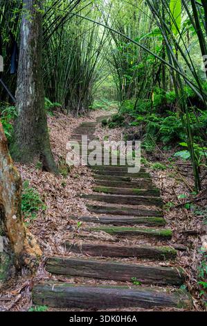 Üppiger Dschungelpfad führt durch dichten tropischen Wald zu den Sandiaoling Wasserfällen in Taiwan, mit lebhaftem Grün, moosigen Steinen und einem feuchten, Stockfoto