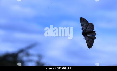 Eine graue Motte auf einer Fensterscheibe, von hinten gesehen, vor einem verschwommenen Hintergrund aus blauem Himmel und Baumzweigen, ein wilder Schmetterling am Sommerhimmel Stockfoto