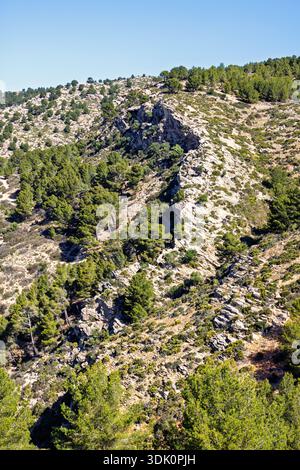 Sträucher an einem Berghang ein sonniger Sommertag in den Bergen Stockfoto