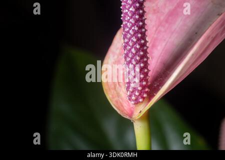 Extreme Nahaufnahme einer leuchtend violetten Anthurium Laceleaf Blume. Detaillierte Textur des Spadix vor einem weichen dunklen Hintergrund und grünem Laub. Stockfoto