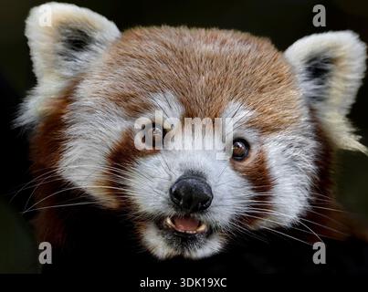 Roter Panda Stockfoto