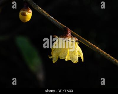 Nahaufnahme der blassgelben Blüten des wintersüßen Chimonanthus praecox) vor dunklem Hintergrund Stockfoto