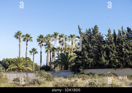 Eine lebhafte mediterrane Gartenszene mit einer Mischung aus hohen Fächerpalmen (Washingtonia) und dichten Zypressen hinter einer weißen Wand an einem sonnigen Tag Stockfoto