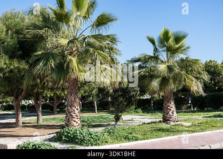 Eine lebhafte mediterrane Gartenszene mit einer Mischung aus hohen Fächerpalmen (Washingtonia) und dichten Zypressen hinter einer weißen Wand an einem sonnigen Tag Stockfoto