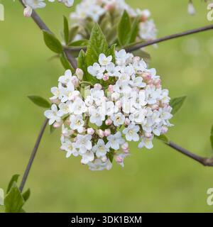Oster-Schneeball (Viburnum x burkwoodii) Stockfoto