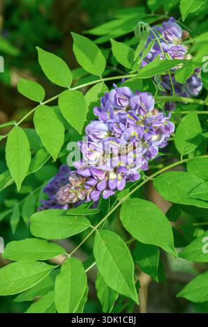 Amerikanischer Blauregen (Wisteria frutescens' Longwood Purple') Stockfoto