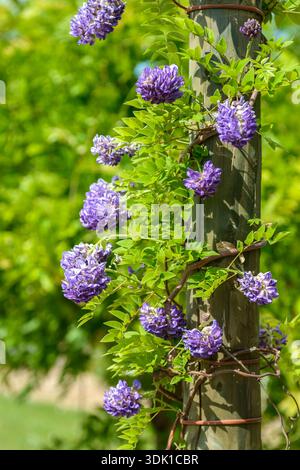 Amerikanischer Blauregen (Wisteria frutescens' Longwood Purple') Stockfoto