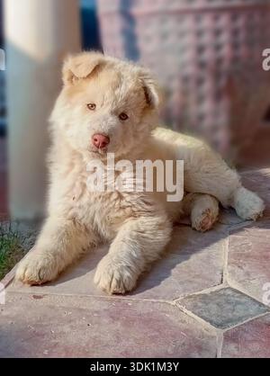 White Huskys sind eine seltene, auffällige und reinweiße Variante der sibirischen Huskyrasse mit dichten Doppelschichten Stockfoto