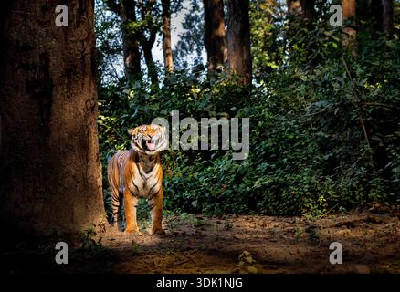 Ein männlicher Tiger, der eine Flehmen-Reaktion macht, um andere Tiger in seinem Territorium zu schnüffeln, um einen potenziellen Gefährten zu finden, Jim Corbett Tiger Reserve, Uttrakhand, Indien Stockfoto