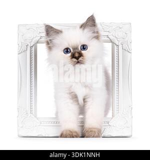 Entzückendes junges Katzenkätzchen, das durch einen weißen Bilderrahmen steht. Direkt auf die Linse blicken mit faszinierenden blauen Augen. Isoliert auf weißem Hintergrund. Stockfoto