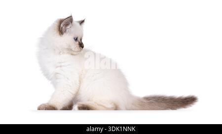 Entzückendes junges Katzenkätzchen, seitlich sitzend. Blick über die Schulter hinter sich selbst weg von der Kamera. Isoliert auf weißem Hintergrund. Stockfoto