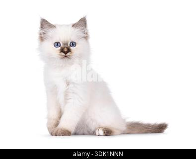Entzückendes, junges Katzenkätzchen, mit dem Gesicht nach vorne sitzend. Blick direkt auf die Kamera. Isoliert auf weißem Hintergrund. Stockfoto