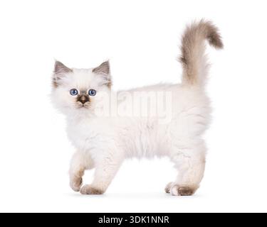Entzückendes junges Katzenkätzchen, stehend oder seitlich hinauf. Der Schwanz ist heftig. Blick direkt auf die Kamera. Isoliert auf weißem Hintergrund. Stockfoto
