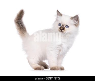 Entzückendes junges Katzenkätzchen, seitlich stehend. Ich schaue überrascht rückwärts von der Kamera weg. Isoliert auf weißem Hintergrund. Stockfoto