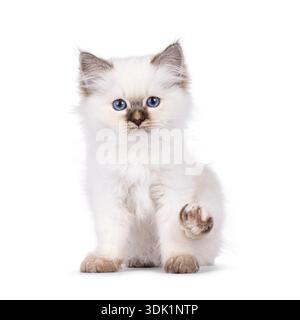 Entzückendes, junges Katzenkätzchen, mit dem Gesicht nach vorne sitzend. Blick direkt zur Kamera mit angehobener Hinterpfote zum Waschen. Isoliert auf weißem Hintergrund. Stockfoto