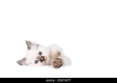 Entzückendes, junges Katzenkätzchen, das sich nach vorne legt. Ich schaue gerade und die Pfoten streckten sich zur Kamera. Isoliert auf weißem Hintergrund. Stockfoto