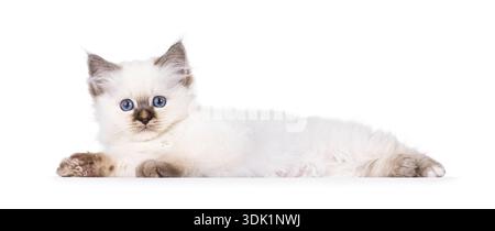 Entzückendes junges Katzenkätzchen, das seitlich liegt. Blick direkt auf die Kamera. Isoliert auf weißem Hintergrund. Stockfoto