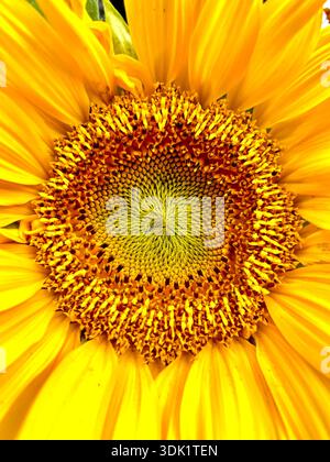 Extreme Nahaufnahme einer blühenden Sonnenblume mit detailliertem Samenkopf und gelben Blütenblättern. Stockfoto
