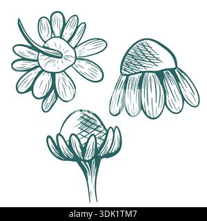 Künstlerische botanische Illustration mit einer detaillierten handgezeichneten Darstellung von drei Blumenköpfen mit Blütenblättern und strukturierter Mitte Stock Vektor