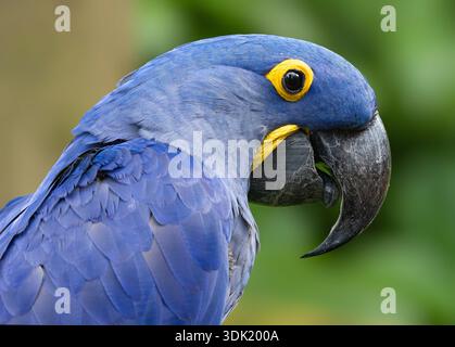 Seitliche Nahaufnahme eines Hyazinthenaras (Anodorhynchus hyacinthinus) Stockfoto