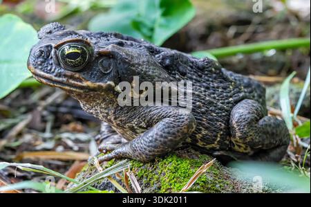 Nahaufnahme einer Cane Toad (Rhinella Marina) im Guadeloupe Nationalpark - Karibikinsel Guadeloupe Stockfoto