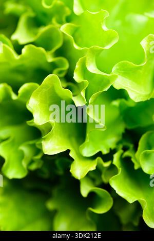 Frisch geerntete Salatgemüse bildet in Nahaufnahme lockige Salatblätter. Klare Textur und lebendiger Ton heben gesunde Produkte hervor Stockfoto