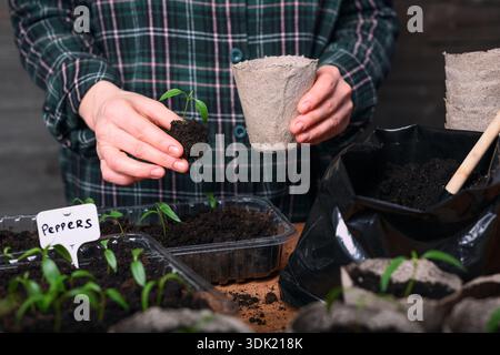 Weibliche Hände halten Torftopf mit grünem Tomatensämling. Gartendetail im Innenbereich mit biologisch abbaubarem Pflanzbecher Stockfoto