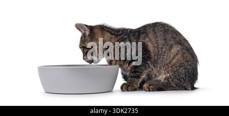 Süßes schwarzes Tabby Kurzhaar ohne Rasse Hauskatze, sitzt neben grauer Futterschale und isst. Isoliert auf weißem Hintergrund. Stockfoto