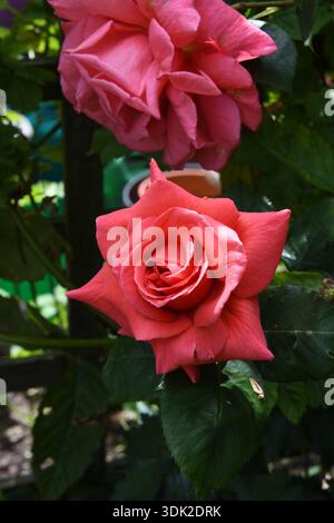 Rote Rosen Stockfoto