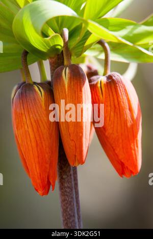 Fritillaria imperialis (Krone imperial) orange-rote Blütenknospen mit gelben Spitzen, Makrobotanische Nahaufnahme Stockfoto