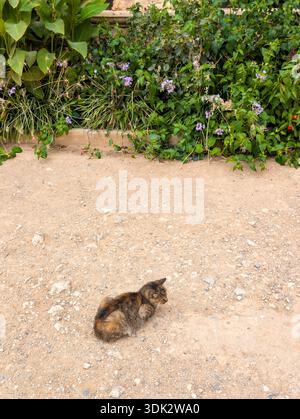 Eine Katze im griechischen Kloster Arkadi (Kreta, Griechenland) Stockfoto