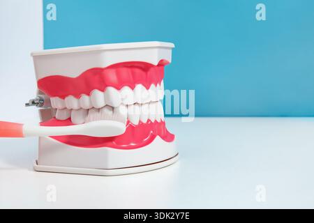 Kiefermodell aus Kunststoff mit Zahnbürste, die die unteren Zähne vor blauem Hintergrund putzt und korrekte Mundhygiene, Zahnpflege, Kieferorthopädie zeigt Stockfoto