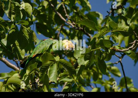 Gelbköpfiger Amazonaspapagei, der sich an Walnuss im Baum ernährt Stockfoto