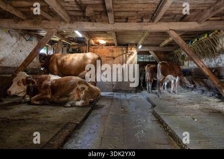 Kühe, die im alten Kuhstall auf der Rossalm, Chiemgauer Alpen, Bayern, Deutschland gemolken werden Stockfoto
