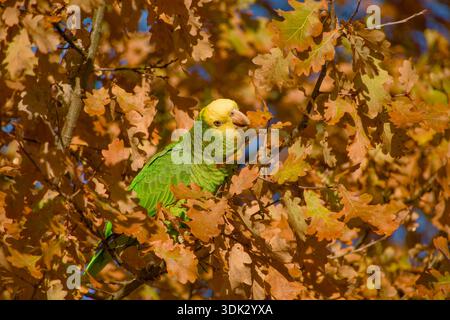 Gelbköpfiger Amazonaspapagei, der Eichenblatt im Schnabel zwischen Herbstlaub hält Stockfoto