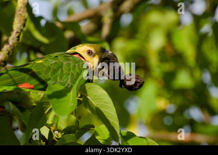 Gelbkopf Amazonas-Papagei, der Walnuss im Laub ernährt Stockfoto