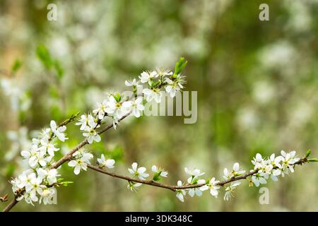 Ein blühender Zweig eines Obstbaums, Ostpolen Stockfoto
