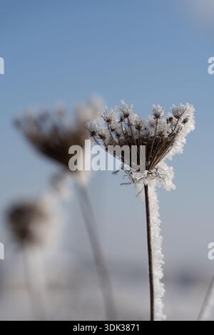 Gefrorener Wildblumenstiel, bedeckt mit Frost vor blauem Winterhimmel Stockfoto