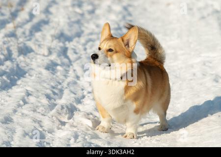 Porträt eines Pembroke Corgi in einem Park im Winter Stockfoto