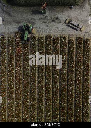 Aus der Vogelperspektive eines lebendigen Wandteppichs aus Tulpenfeldern, die mit einem Traktor unter dem sanften Glanz des niederländischen Himmels geerntet werden, Lisse, Südholland, Netherlan Stockfoto