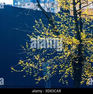 Ein lebendiger Baum mit neuen gelben Frühlingsblättern bildet einen markanten visuellen Kontrast zur tiefblauen Fassade eines modernen Stadtgebäudes mit Re Stockfoto