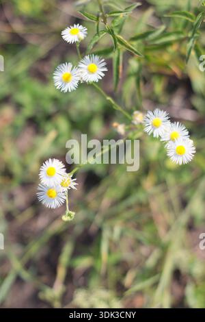 Blühender Erigeron annuus mit kleinen weißen Gänseblümchen und gelben Zentren, die im Gras wachsen, wilde Wiesenpflanze, im Freien in natürlichem L fotografiert Stockfoto